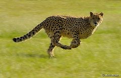 cheetah