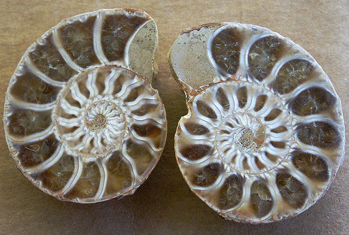pair - taken from http://www.flickr.com/photos/cobalt/677911778/sizes/m/